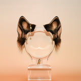 Toasty Pecan Husky (Prototype)