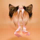 Pending! ~ Yorkie Terrier Pup