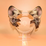 Closed! - Fawn French Bulldog