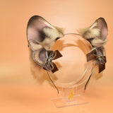 Closed! - Fawn French Bulldog