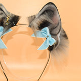 Closed! ~ Grey Merle Basenji